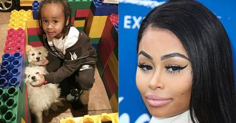 King cairo rough dogs