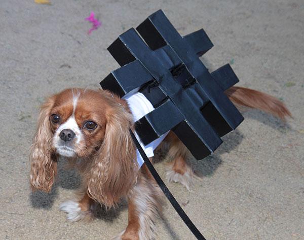 Dog Halloween Costumes Hashtag