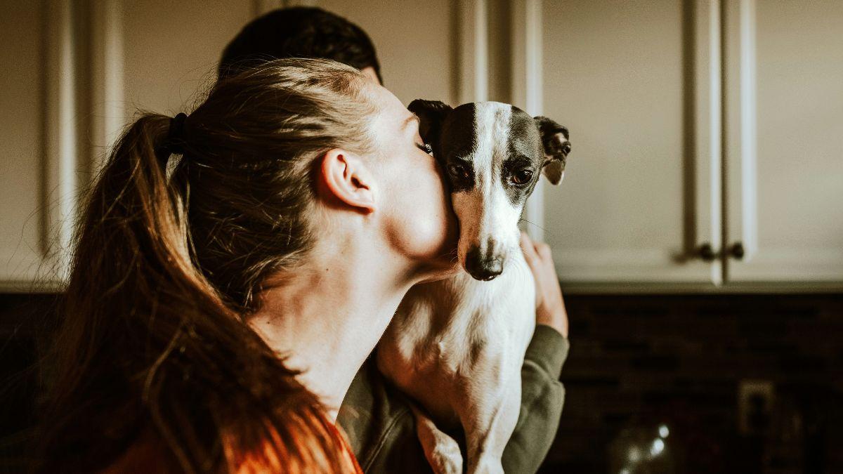 Image of Victims spotted inconsistencies in manipulated pet images.