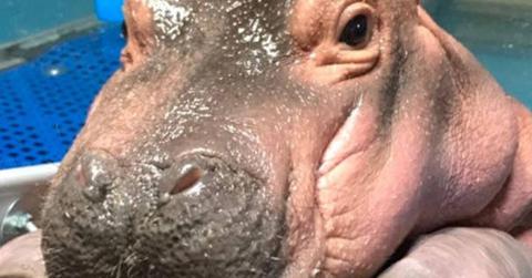 Fiona baby hippo cincinatti zoo feature