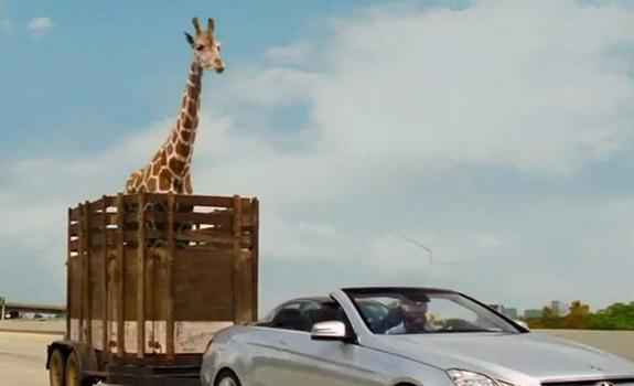 //the hangover  giraffe