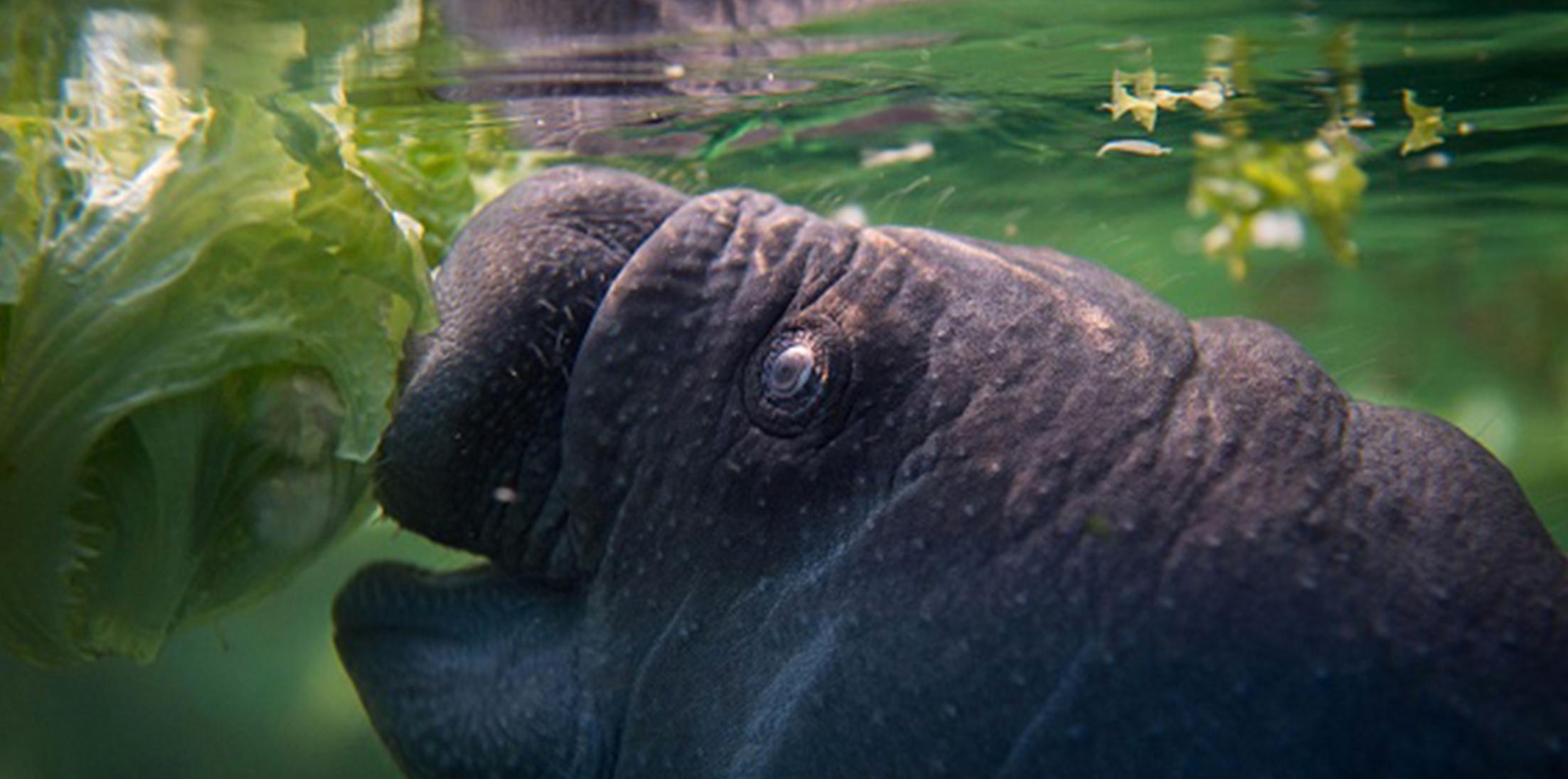 Florida man tortures manatees video feature