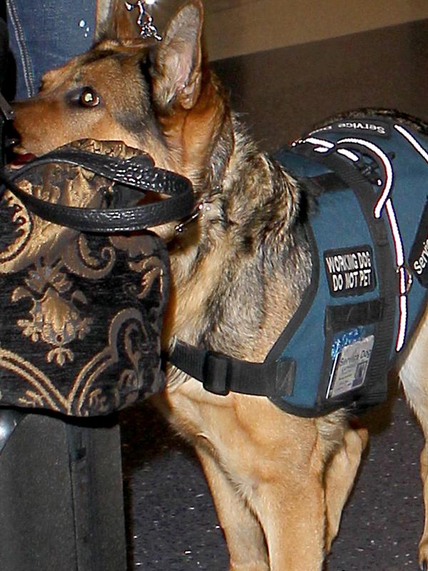 Nikki Reed and Ian Somerhalder wear matching hats as they arrive in Los Angeles with Reed&#039;s Service Dog