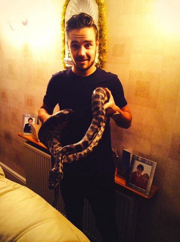 Liam Payne Snake