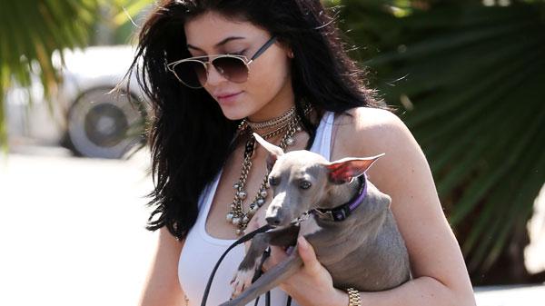 Kylie jenner animal cruelty charges italian greyhound