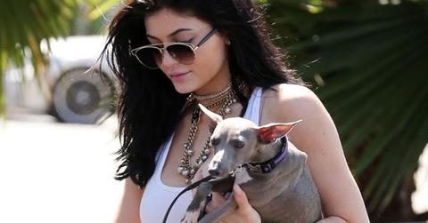 Kylie jenner animal cruelty charges italian greyhound