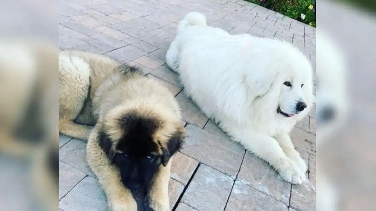 Image of Chris Brown's ex-housekeeper, Maria Avila, was allegedly attacked by his dog Hades in 2020.