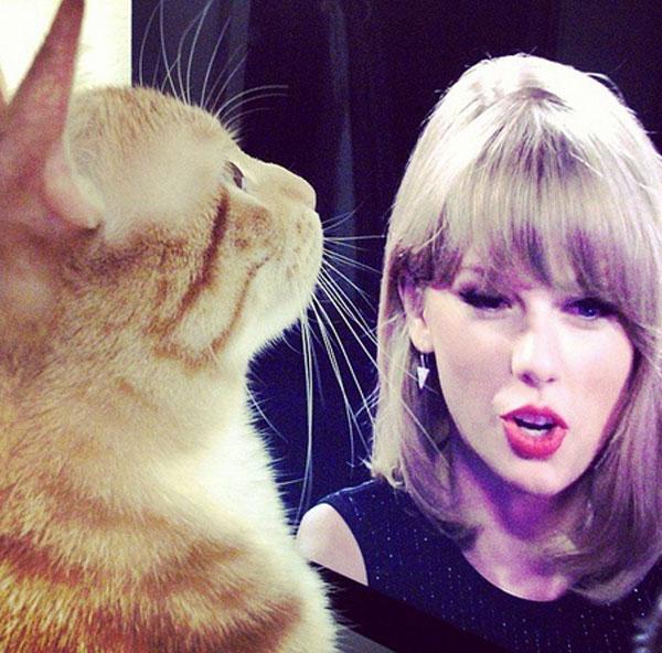 Taylor swift cat