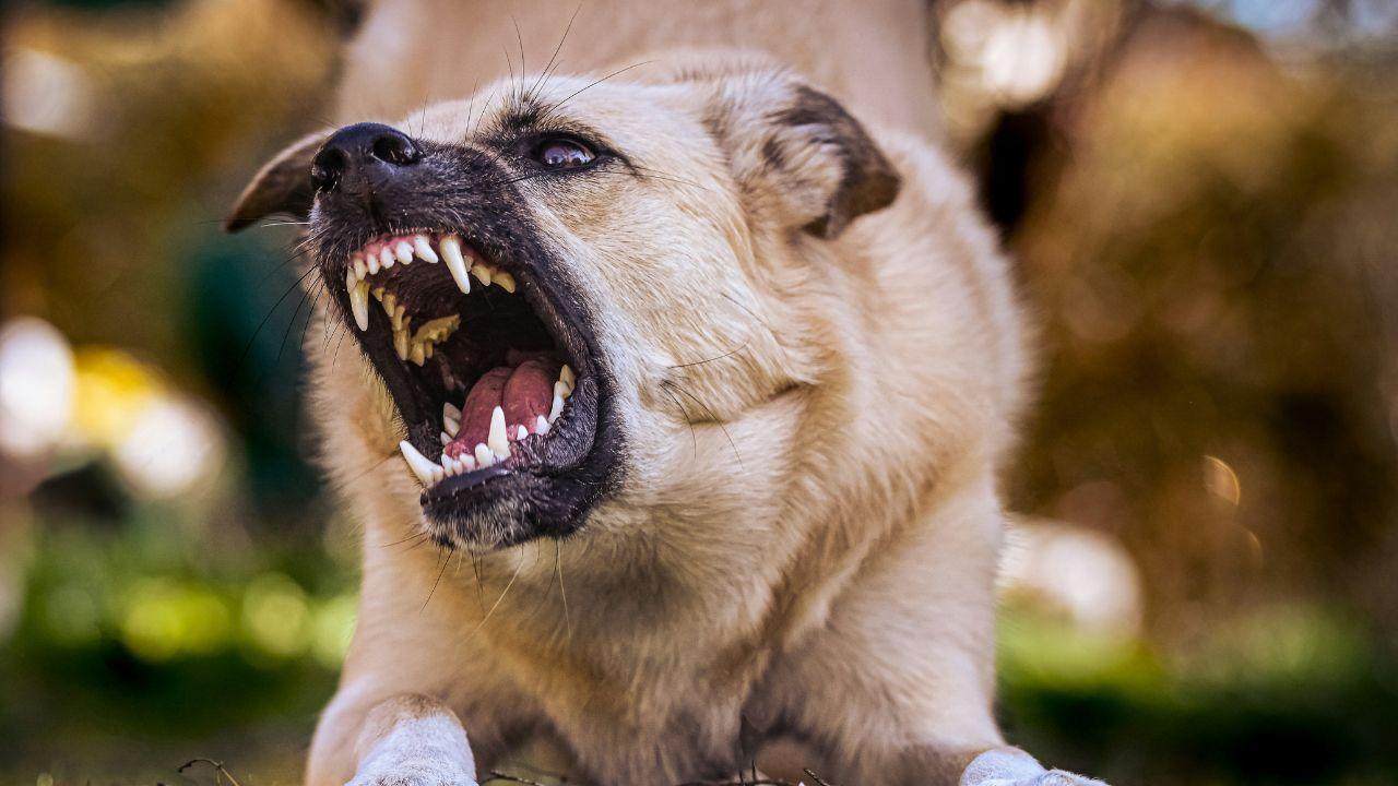 Photo of an angry dog