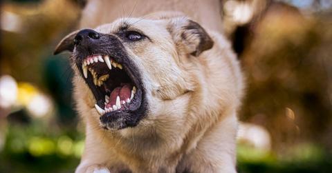 Photo of an angry dog