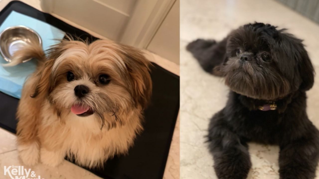 Kellyn Ripa Kelly Ripa's Dog Lena 'Not Speaking' To Her After New Puppy
