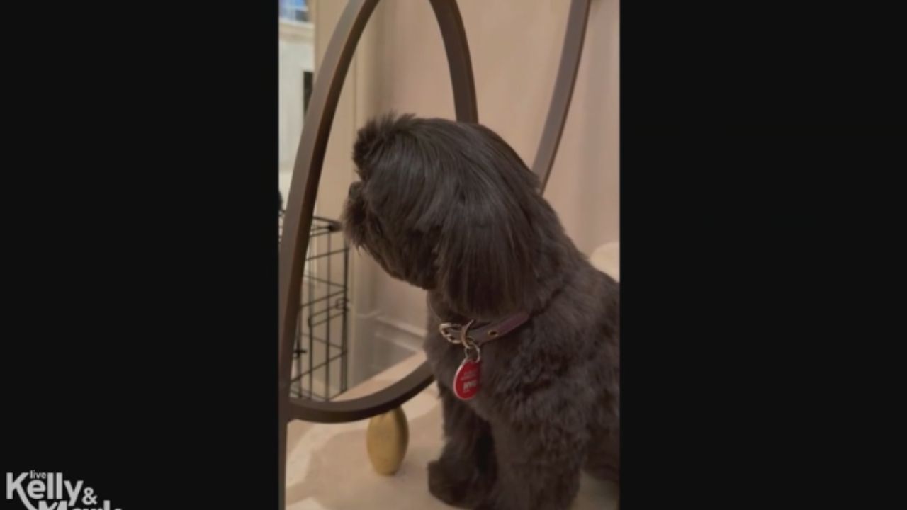 Kellyn Ripa Kelly Ripa's Dog Lena 'Not Speaking' To Her After New Puppy